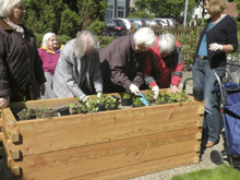 Bewohner bepflanzen die neuen Hochbeete.
